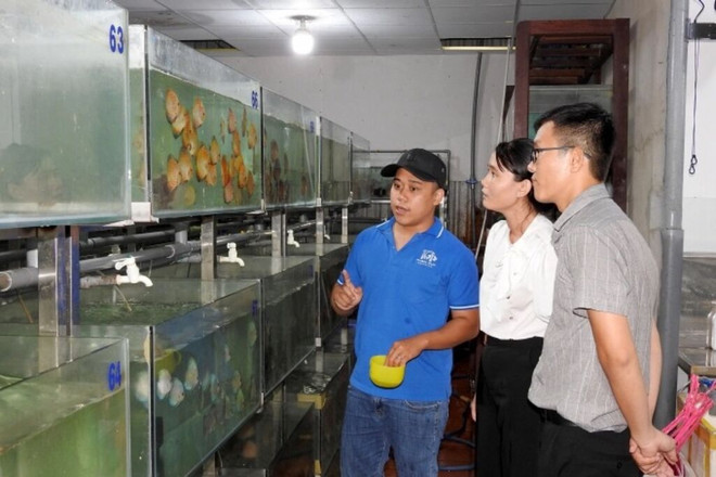 Les poissons d'ornement vietnamiens exportés vers des dizaines de pays ảnh 2