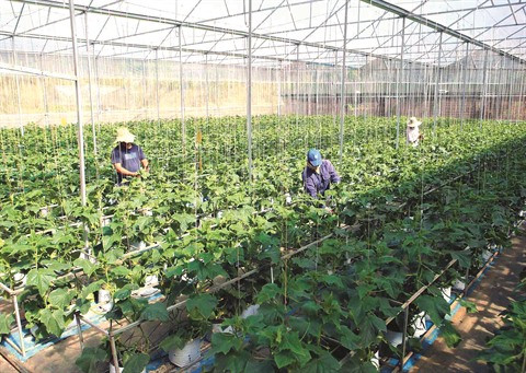 Le Vietnam cherche à stimuler les investissements dans l’agriculture ảnh 2 Le Vietnam cherche à stimuler les investissements dans l’agriculture ảnh 2