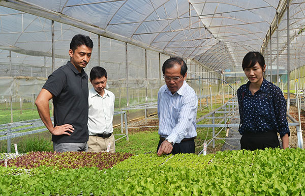 Le Japon investit dans un projet de culture de légumes bio à Binh Dinh ảnh 1 Le Japon investit dans un projet de culture de légumes bio à Binh Dinh ảnh 1