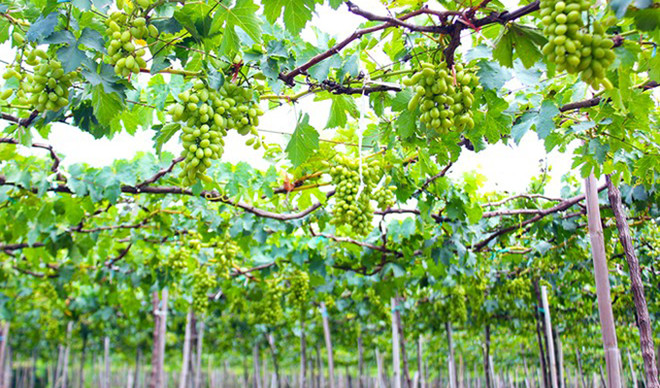 Ninh Thuân est prête pour la Fête de la Vigne et du Vin 2016 ảnh 1 Ninh Thuân est prête pour la Fête de la Vigne et du Vin 2016 ảnh 1