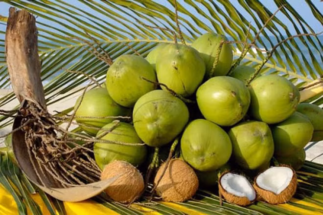 Les exportations vietnamiennes de noix de coco atteindront un milliard de dollars en 2025 ảnh 1