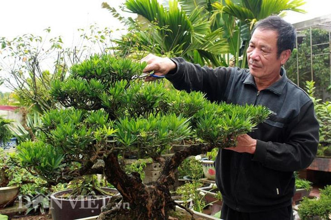 Dans le village de Vi Khê, la vie au rythme des bonsaïs ảnh 2