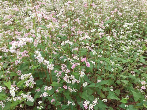 Champ de fleurs de sarrasin en banlieue de Hanoï ảnh 1