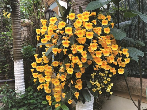 Les plantes d’ornement et leur signification ảnh 1 Les plantes d’ornement et leur signification ảnh 1