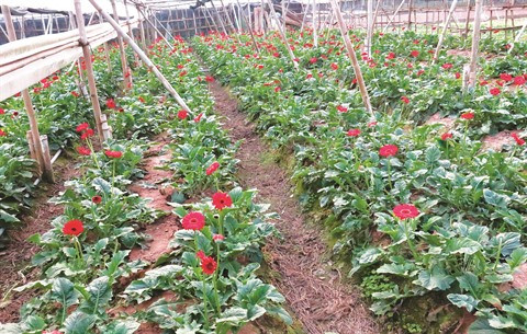 Au village de Tây Tuu, la fleur est reine ảnh 2 Au village de Tây Tuu, la fleur est reine ảnh 2