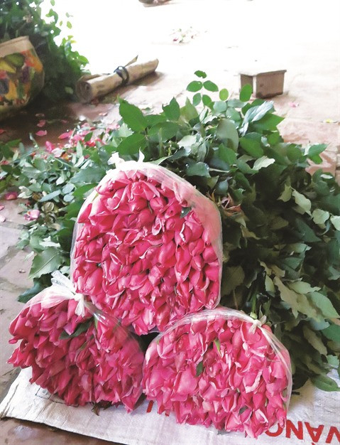 Au village de Tây Tuu, la fleur est reine ảnh 3 Au village de Tây Tuu, la fleur est reine ảnh 3