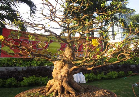 Le village d’abricotiers de Điền Hòa ảnh 3 Le village d’abricotiers de Điền Hòa ảnh 3