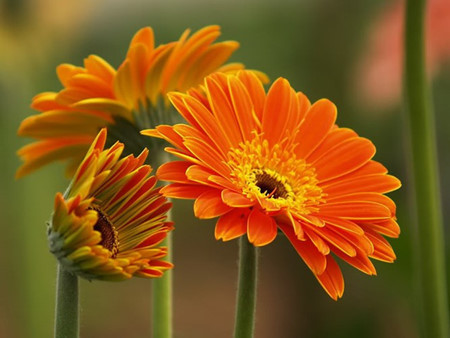 Quelles plantes allez-vous choisir pour le Tet ? ảnh 5 Quelles plantes allez-vous choisir pour le Tet ? ảnh 5