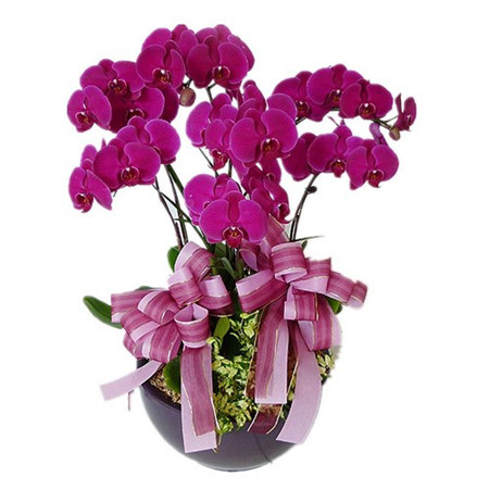 Quelles plantes allez-vous choisir pour le Tet ? ảnh 7 Quelles plantes allez-vous choisir pour le Tet ? ảnh 7