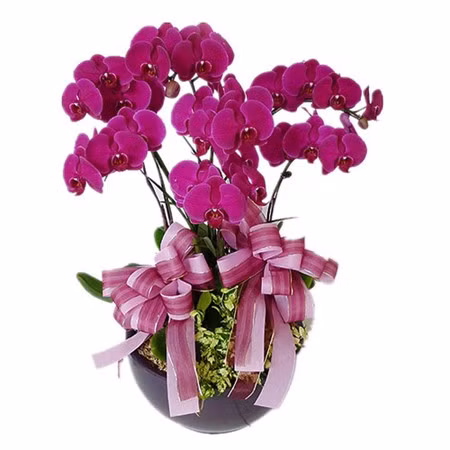 Quelles plantes allez-vous choisir pour le Tet ? ảnh 7