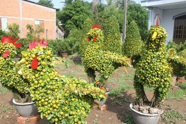 Des plantes en forme de coq ảnh 1 Des plantes en forme de coq ảnh 1