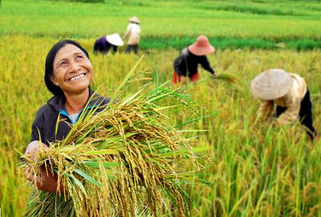 Développer la recherche sur le riz en Asie du Sud-Est ảnh 1 Développer la recherche sur le riz en Asie du Sud-Est ảnh 1
