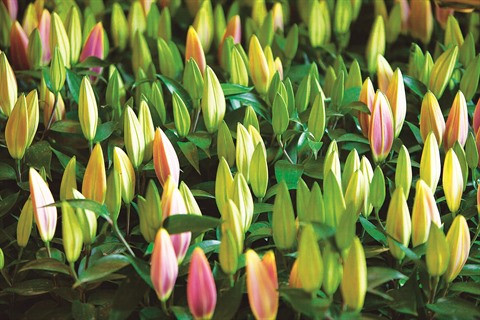 Rung hoa Dà Lat, fer de lance de l’horticulture high-tech ảnh 3