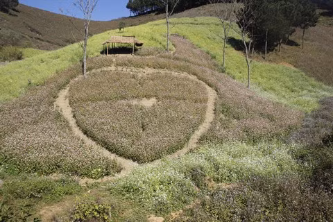 Les fleurs «oubliées» font leur retour ảnh 2