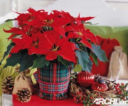 Quelles plantes allez-vous choisir pour le Tet ? ảnh 3 Quelles plantes allez-vous choisir pour le Tet ? ảnh 3