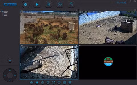 Élever et acheter des sangliers en ligne : une solution pour l’alimentation bio ảnh 2