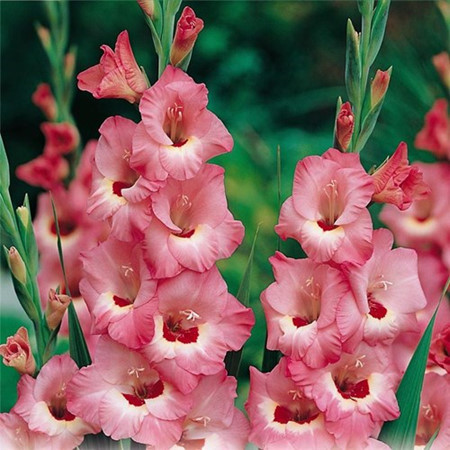 Quelles plantes allez-vous choisir pour le Tet ? ảnh 4 Quelles plantes allez-vous choisir pour le Tet ? ảnh 4