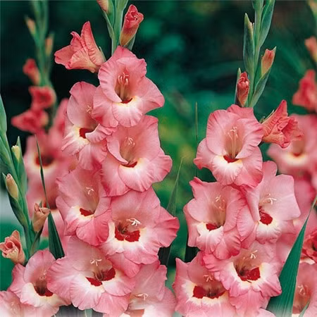 Quelles plantes allez-vous choisir pour le Tet ? ảnh 4