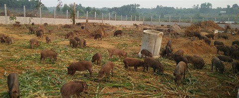 Élever et acheter des sangliers en ligne : une solution pour l’alimentation bio ảnh 1 Élever et acheter des sangliers en ligne : une solution pour l’alimentation bio ảnh 1