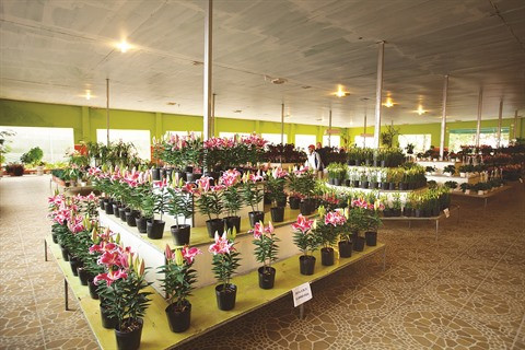 Rung hoa Dà Lat, fer de lance de l’horticulture high-tech ảnh 4