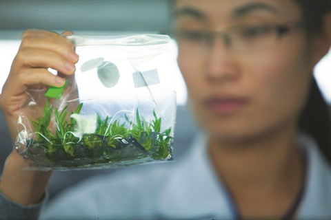 Rung hoa Dà Lat, fer de lance de l’horticulture high-tech ảnh 2