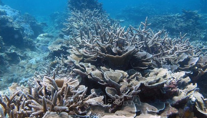 Le Vietnam apporte de nombreuses propositions en matière de conservation de la biodiversité marine ảnh 1 Le Vietnam apporte de nombreuses propositions en matière de conservation de la biodiversité marine ảnh 1