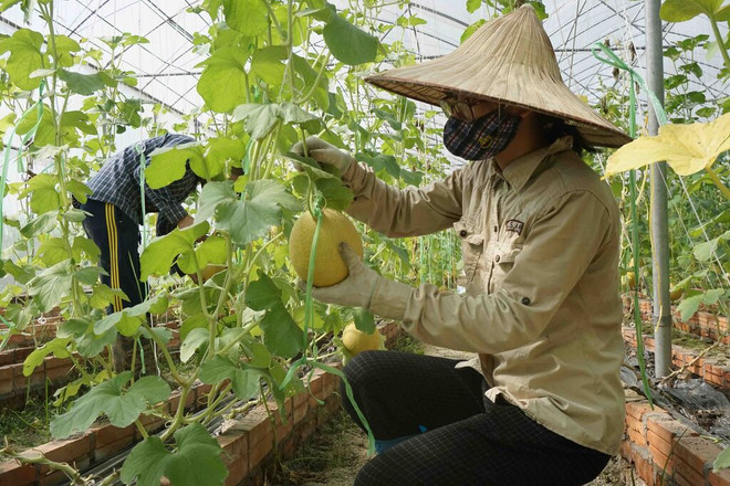 L’agriculture bio promise à un bel avenir au Vietnam ảnh 1 L’agriculture bio promise à un bel avenir au Vietnam ảnh 1