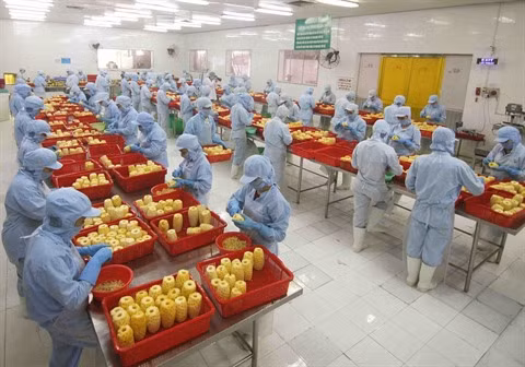 La filière fruitière et maraîchère vise 4 milliards de dollars d’exportations cette année ảnh 1