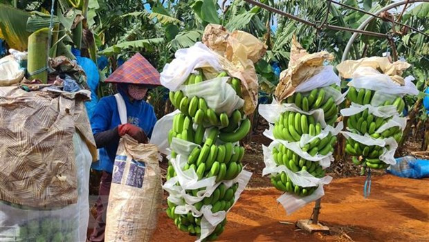 Les produits agricoles vietnamiens cherchent un accès durable au marché chinois ảnh 1 Les produits agricoles vietnamiens cherchent un accès durable au marché chinois ảnh 1