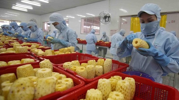 Les exportations de fruits et légumes ont un potentiel élevé et des exigences strictes ảnh 2 Les exportations de fruits et légumes ont un potentiel élevé et des exigences strictes ảnh 2