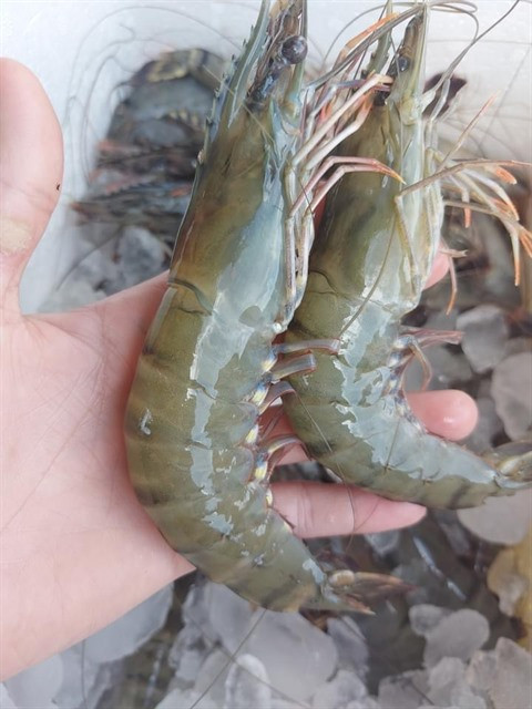 Cà Mau cherche à adapter son économie au contexte de crise sanitaire ảnh 1