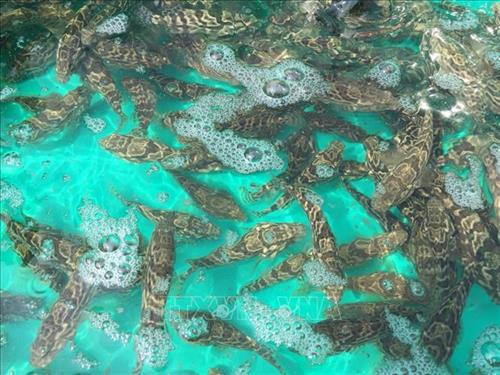 Ninh Thuân: Succès dans la production du mérou Trân Châu ảnh 1 Ninh Thuân: Succès dans la production du mérou Trân Châu ảnh 1