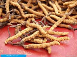 Succès dans la production de pilules d'extraits d'Ophiocordyceps sinensis ảnh 1 Succès dans la production de pilules d'extraits d'Ophiocordyceps sinensis ảnh 1