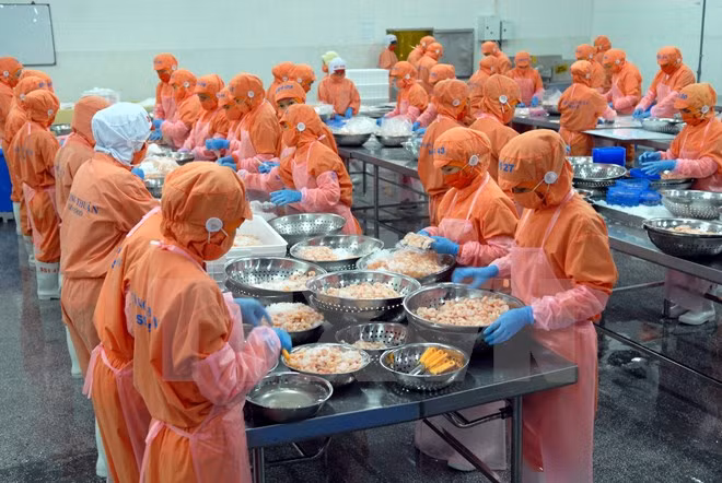 Signe positif pour les exportations de crevettes du Vietnam ảnh 1
