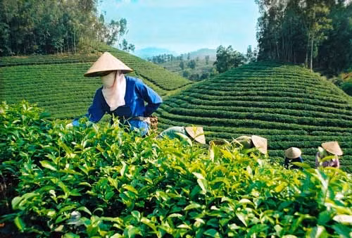 Instauration de marques pour le thé vietnamien ảnh 1