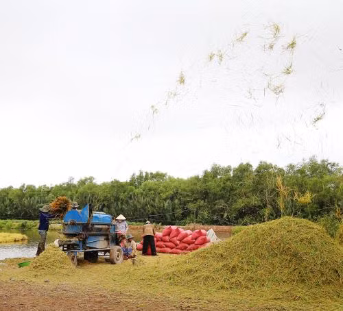 L’australien Sunrice veut se renforcer dans le riz à Cân Tho ảnh 1
