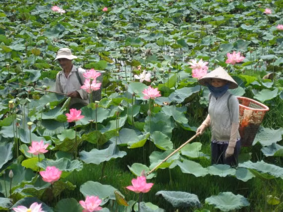 Ouverture de la Fête des fleurs de lotus à Dông Thap ảnh 1 Ouverture de la Fête des fleurs de lotus à Dông Thap ảnh 1