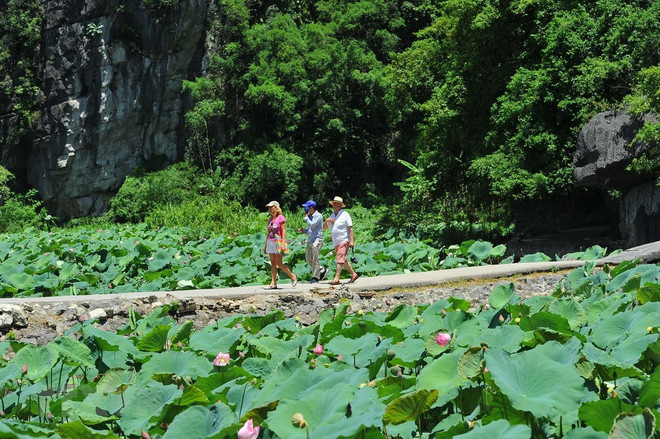Tam Coc-Bich Dong à la saison des lotus ảnh 4