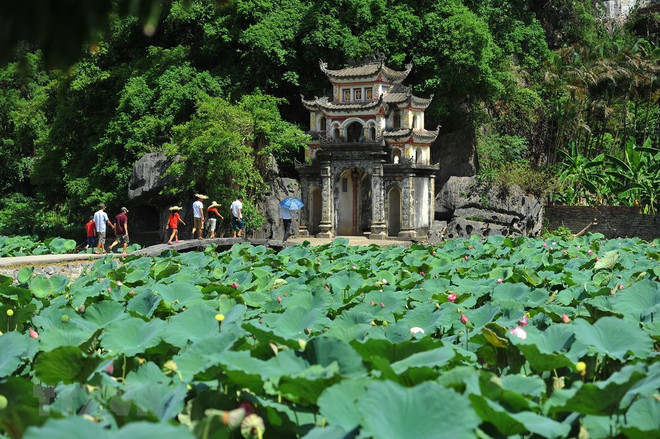 Tam Coc-Bich Dong à la saison des lotus ảnh 3