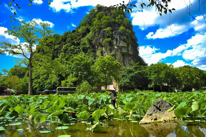 Tam Coc-Bich Dong à la saison des lotus ảnh 2