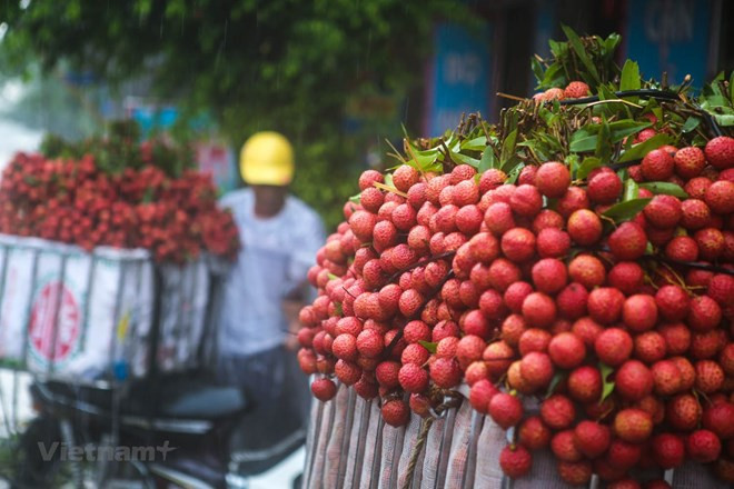 Superbe saison du litchi dans la province de Bac Giang ảnh 1 Superbe saison du litchi dans la province de Bac Giang ảnh 1