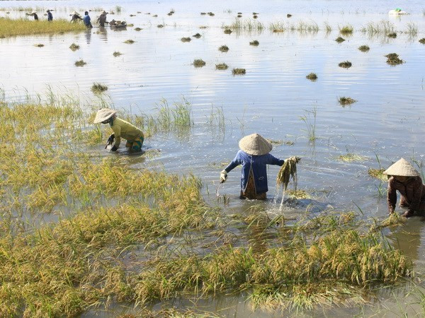 B​M : consultation sur la stratégie de coopération nationale dans le delta du Mékong ảnh 1