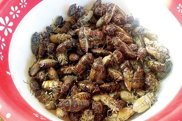 Le Vietnam autorisé à envoyer des insectes destinés à la consommation humaine vers l’UE ảnh 1 Le Vietnam autorisé à envoyer des insectes destinés à la consommation humaine vers l’UE ảnh 1