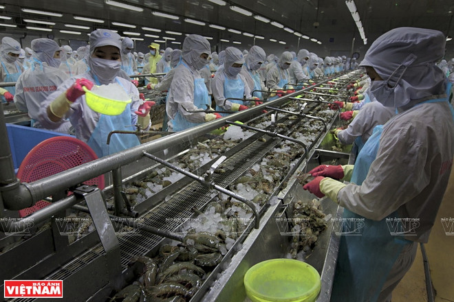 Vietnam : l’aquaculture sera un secteur économique national important ảnh 1 Vietnam : l’aquaculture sera un secteur économique national important ảnh 1