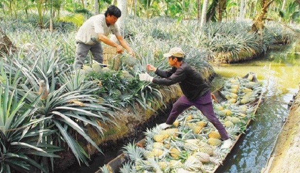 Kien Giang se concentre sur la conservation des ressources génétiques animales et végétales ảnh 1 Kien Giang se concentre sur la conservation des ressources génétiques animales et végétales ảnh 1