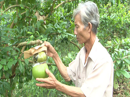 Dans le delta du Mékong, des fruits stylisés pour le Têt ảnh 2