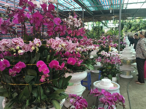 Le marché floral de Van Phuc bat son plein à l’approche du Têt ảnh 2