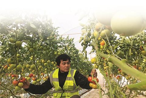 Travailler en ferme en Australie : une expérience unique ! ảnh 1 Travailler en ferme en Australie : une expérience unique ! ảnh 1