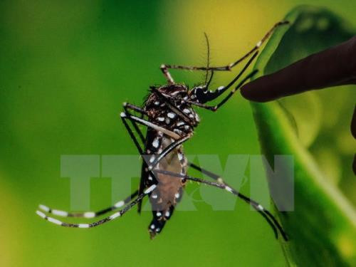 Un Taïwanais infecté par le virus Zika au cours d'un voyage au Vietnam ảnh 1 Un Taïwanais infecté par le virus Zika au cours d'un voyage au Vietnam ảnh 1
