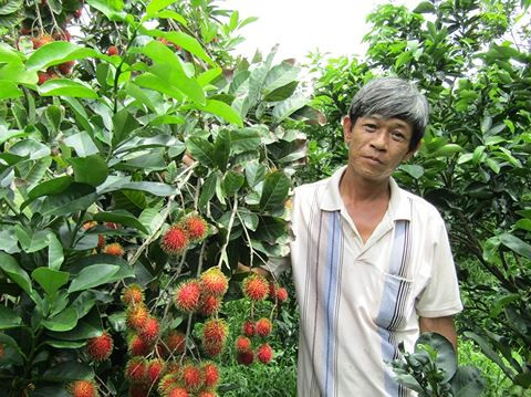 Le ramboutan vietnamien obtient son visa pour la Nouvelle-Zélande ảnh 1 Le ramboutan vietnamien obtient son visa pour la Nouvelle-Zélande ảnh 1